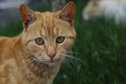 A detailed close-up of a tabby cat looking attentively outdoors with green grass background.