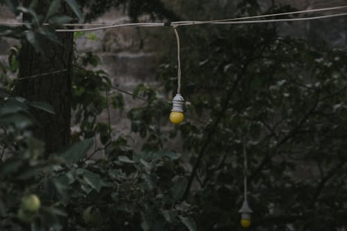 Free String Lights Beside a Tree Stock Photo