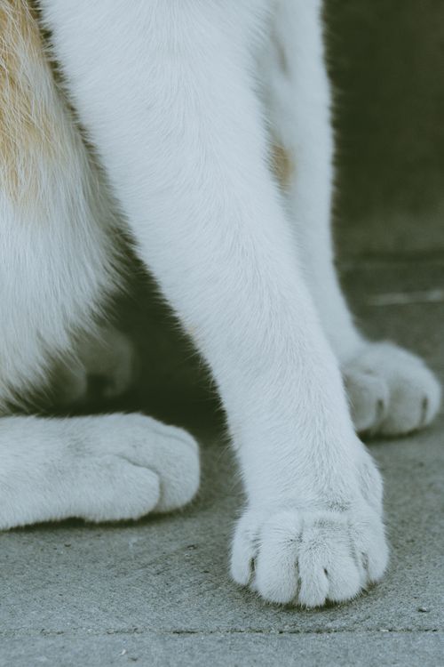 Free Close-up image of white furry cat paws resting on a grey pavement surface. Stock Photo