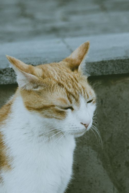 Free Close-up of a ginger cat with eyes closed, displaying calmness and serenity outdoors. Stock Photo