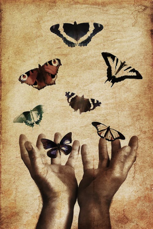 Seven Butterflies Illustration