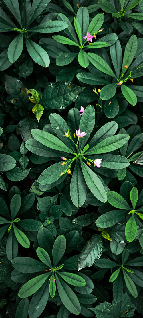 Gratis lagerfoto af Mobilbaggrund, mørkegrønne blade, små blomster