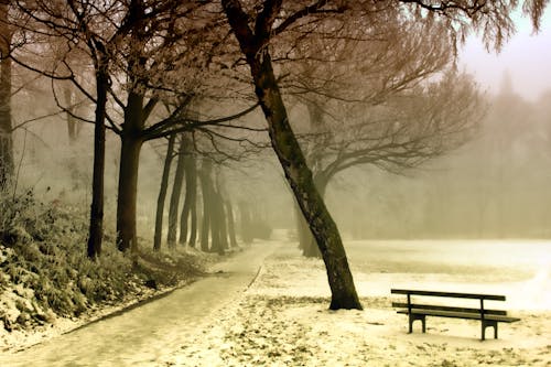 Free Road Beside Tree and Black Wooden Bench Stock Photo