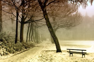 Road Beside Tree and Black Wooden Bench