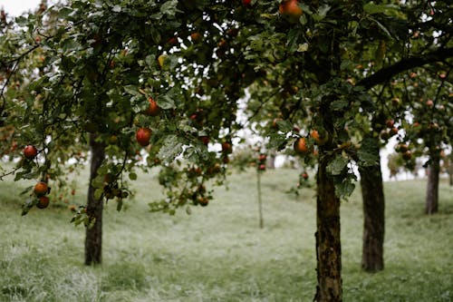 Foto d'estoc gratuïta de Apple, arbres, fruites