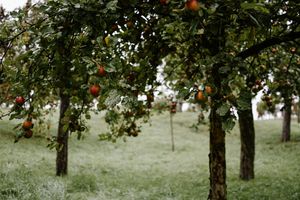 Standard apple trees in frost, photo by Claudia Schmalz on Pexels