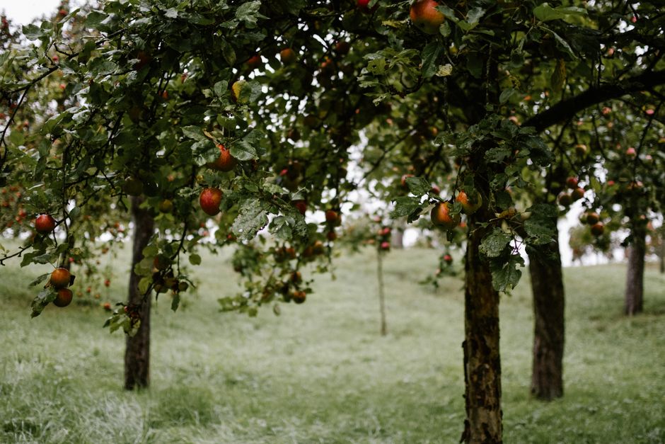 Orchard Bloom Farm