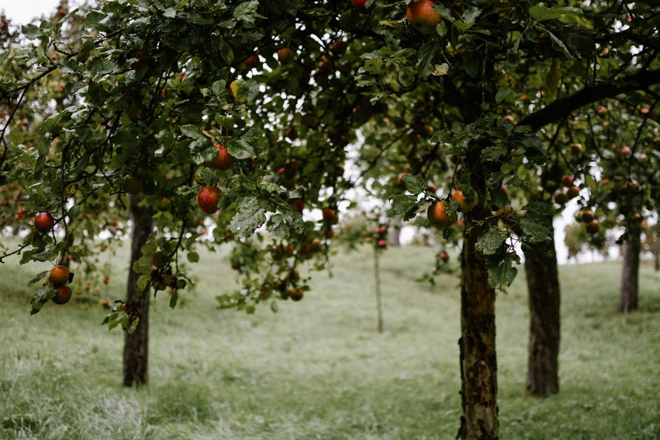Apple fruits growing among green leaves — apple tree care and maintenance in Surrey BC
