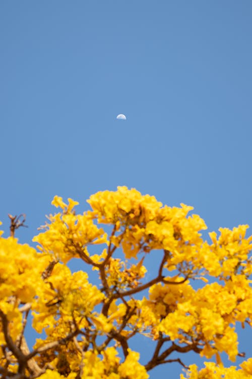 Yellow Flowers Under the Blue Sky