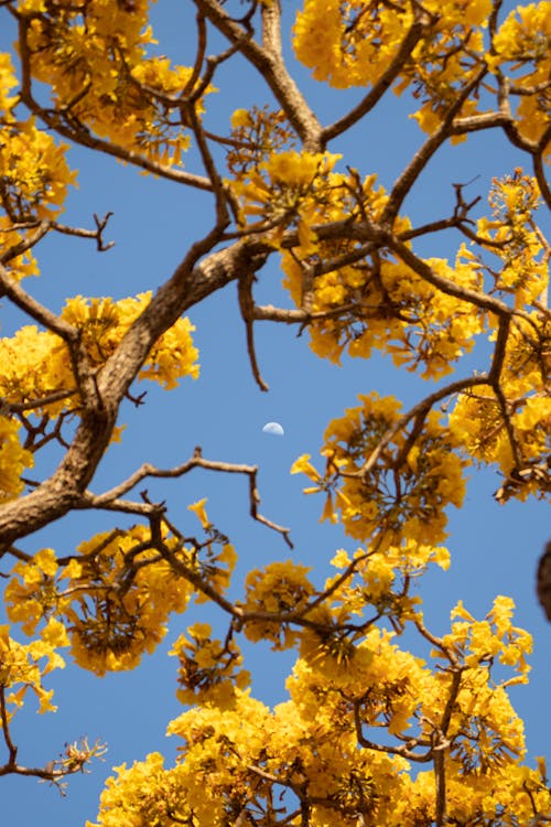 Yellow Flowers on Brown Tree Branch
