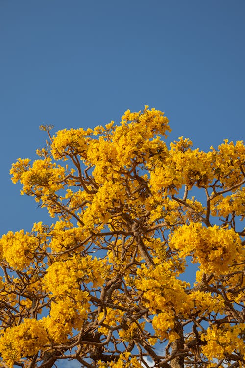 Yellow Tree Under the Blue Sky