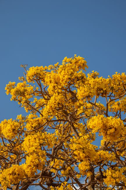 Beautiful yellow blossoms of a golden trumpet tree against a clear blue sky in Goiás.