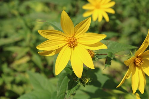 Yellow Flowers  in Full Bloom