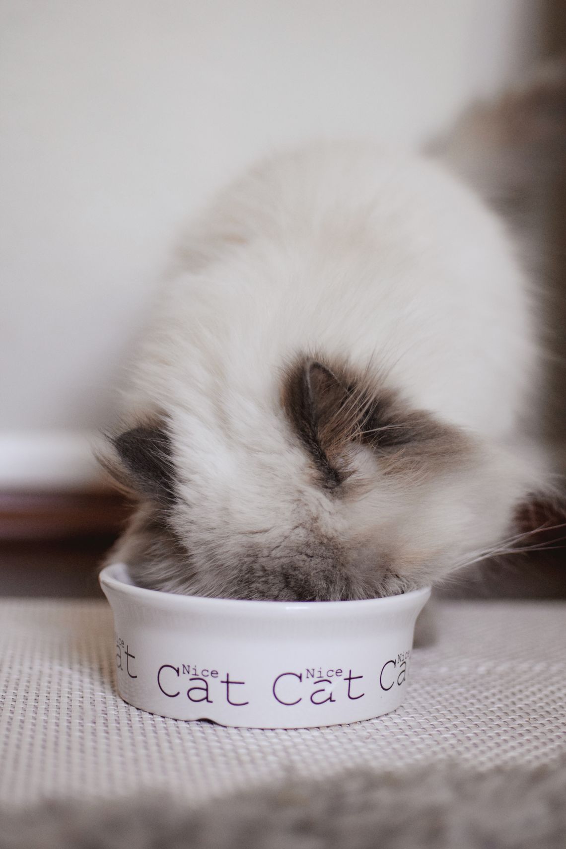 Fluffy house cat enjoying a quiet mealtime beside a food bowl