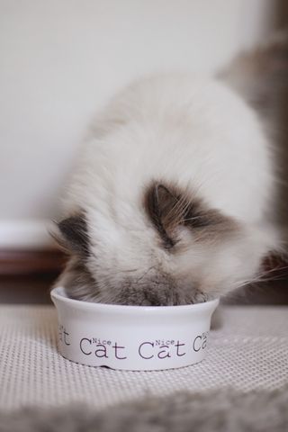 A long-haired cat eating from a ceramic bowl &mdash; photo by Claudia Schmalz on Pexels