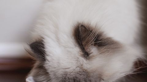 Best Dry Cat Food in Canada: Compare Real Formulas, Calories and Feeding Cost