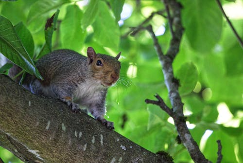 Brown Squirrel on Brown Tree