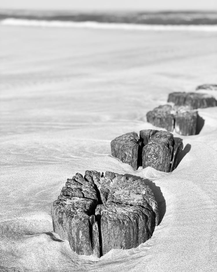 Wooden Stumps On The Beach 