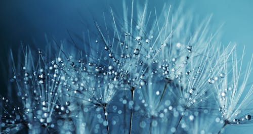 Free Dandelion Holding Water Droplets Stock Photo