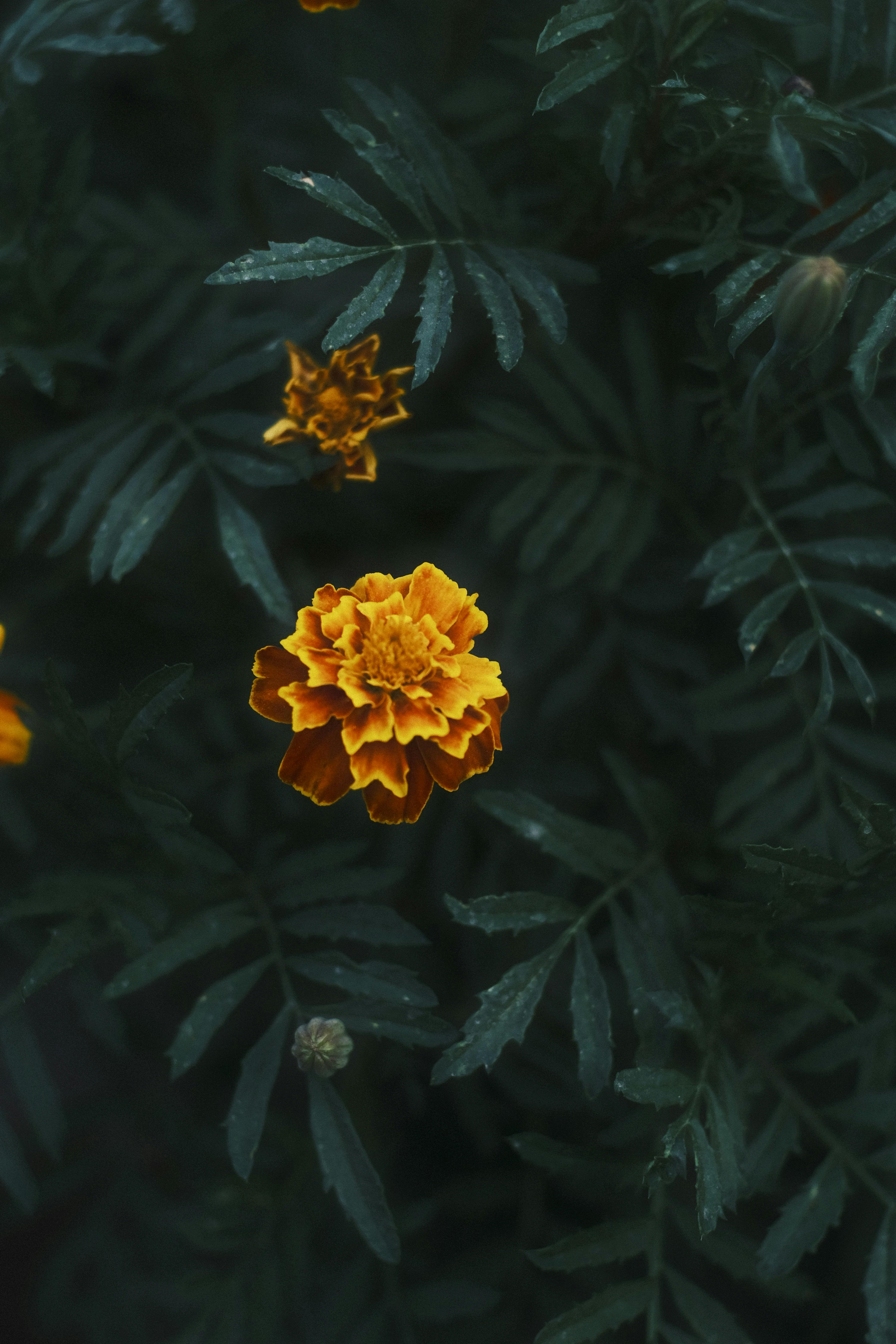 What plant blooms once every 100 years?