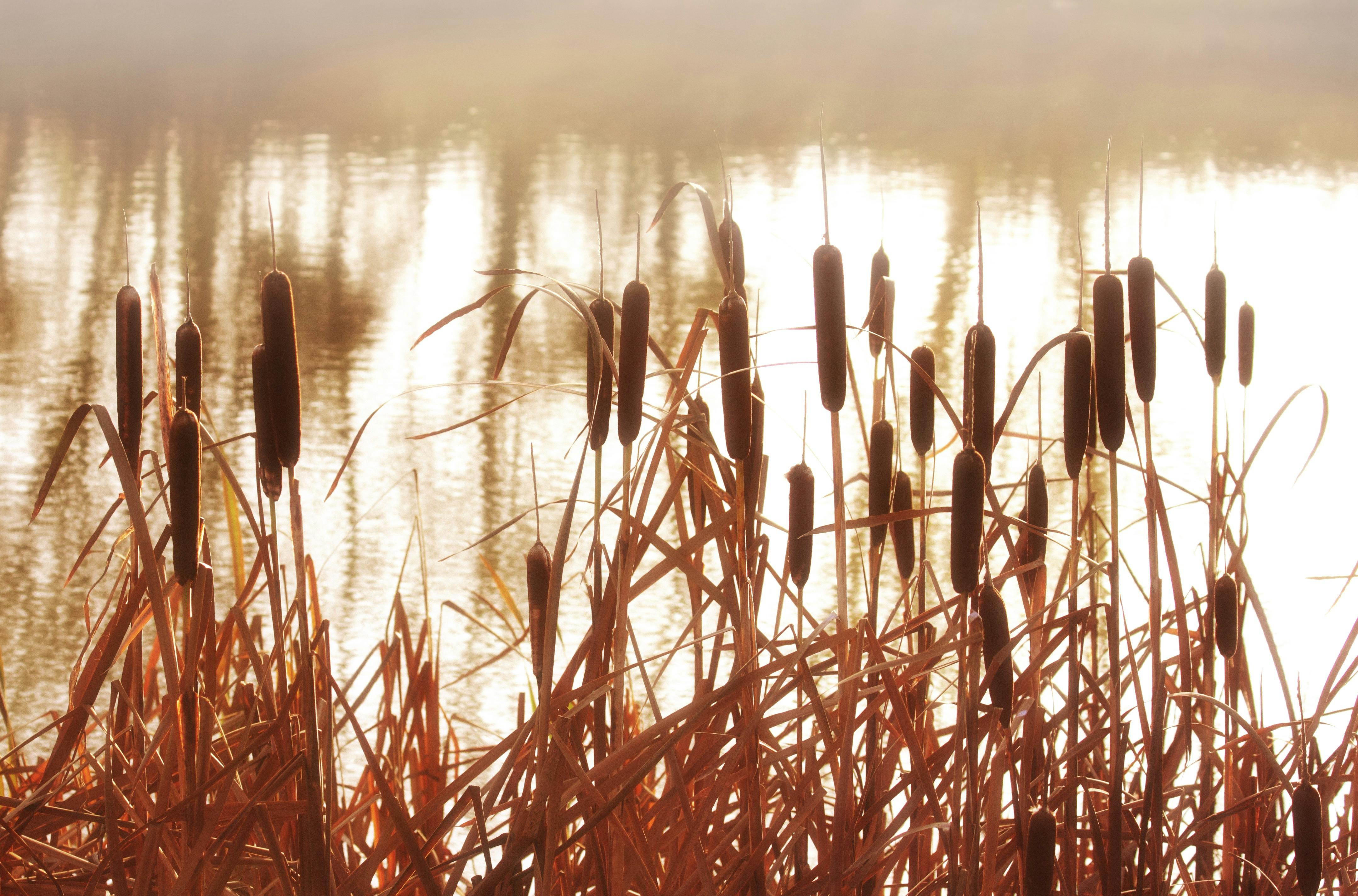 kostenloses-foto-zum-thema-cattails-gras-gr-ser