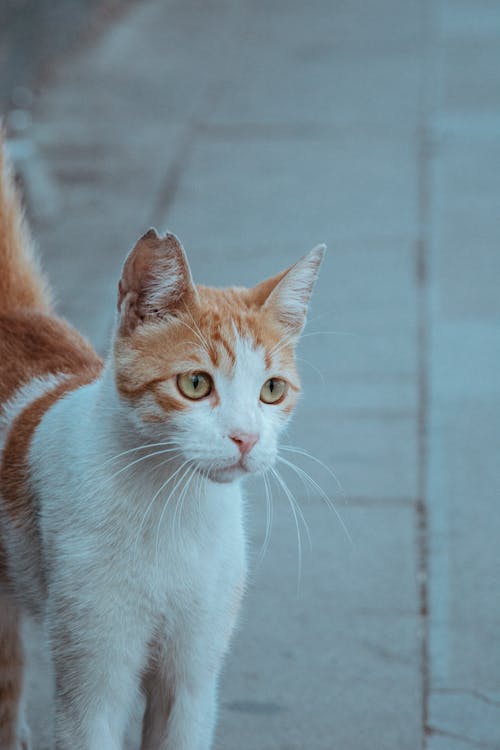 Základová fotografie zdarma na téma chlupatý, detail, domácí mazlíček