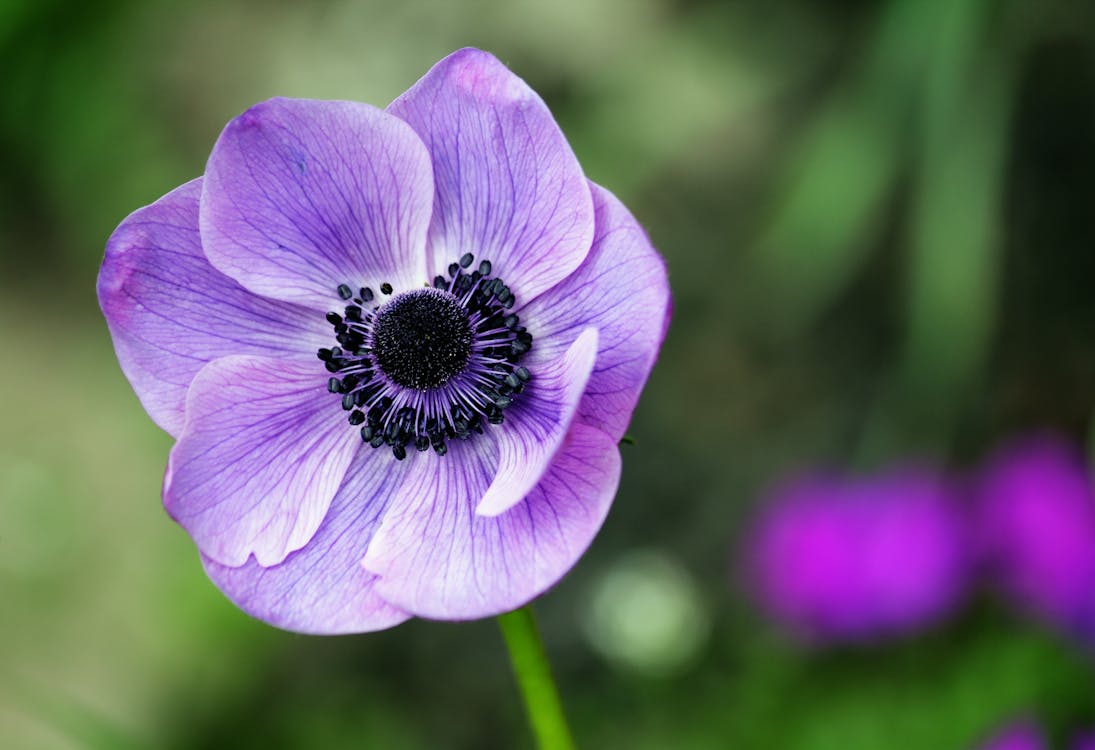 бесплатная Фотография пурпурного цветка анемона в цвету в селективном фокусе Стоковое фото