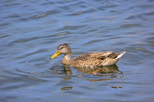 Wild Duck in the Water