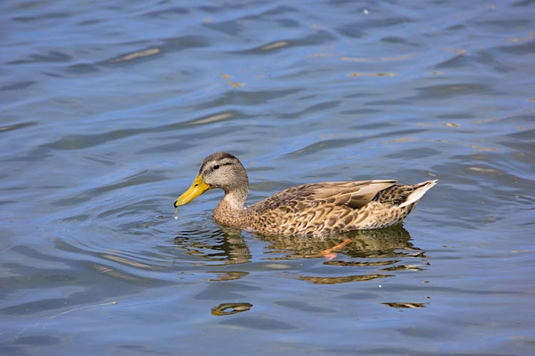 Wild Duck In The Water