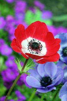 在自然采光下，五颜六色的罂粟花和盛开的白莲花格外突出，展现出春天花朵的生机勃勃