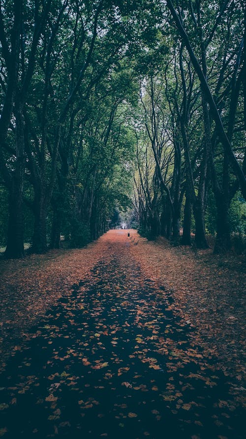 Fotobanka s bezplatnými fotkami na tému asfalt, cesta, chodník