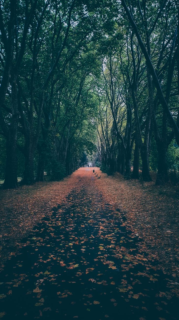 Serene autumn scene with fallen leaves on a wooded path in Bristol, England. Perfect for seasonal and nature themes.