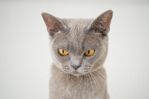 Closeup Photo of Gray Cat