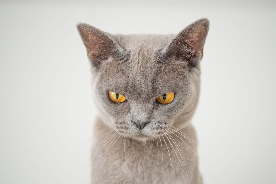 A detailed close-up of a grey cat with striking yellow eyes against a white background.