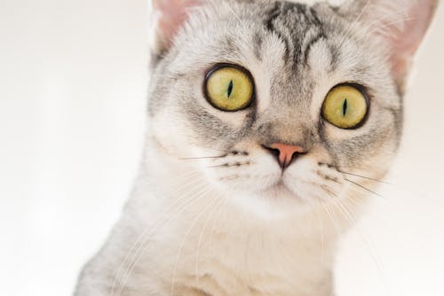 Free Close-up Photo of Cat's Face Stock Photo