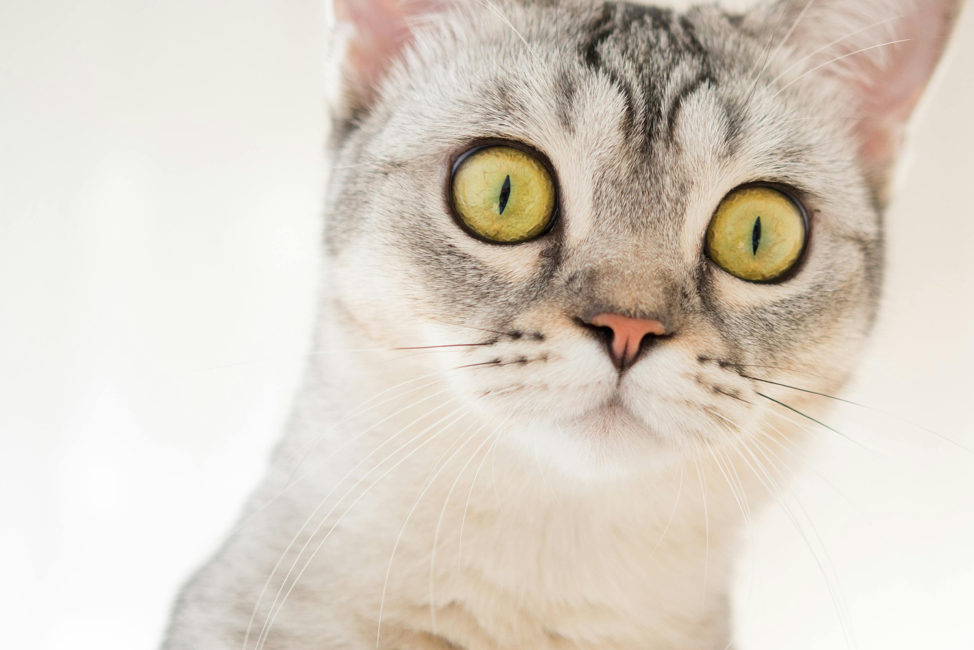 Close-up Photography of White and Black Tabby Cat · Free Stock Photo