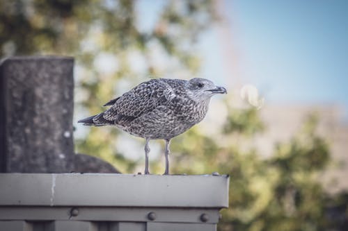 European Herring Gull in Close-up Shot