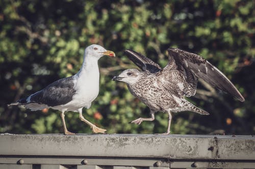 Close Up Shot of Seagulls