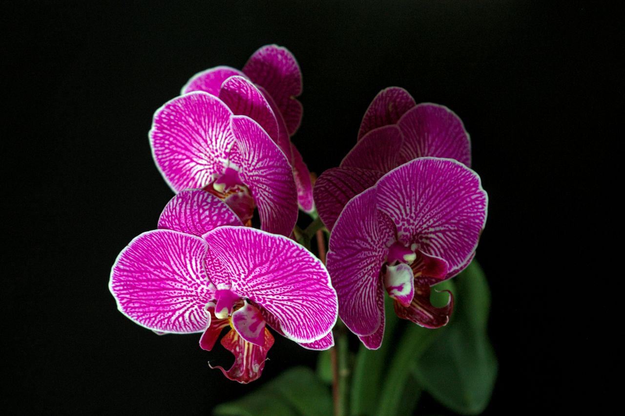 beautiful close up of vibrant pink orchids against a black background