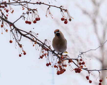 A stunning Bohemian Waxwing perched on a branch laden with red berries, captured in winter.
