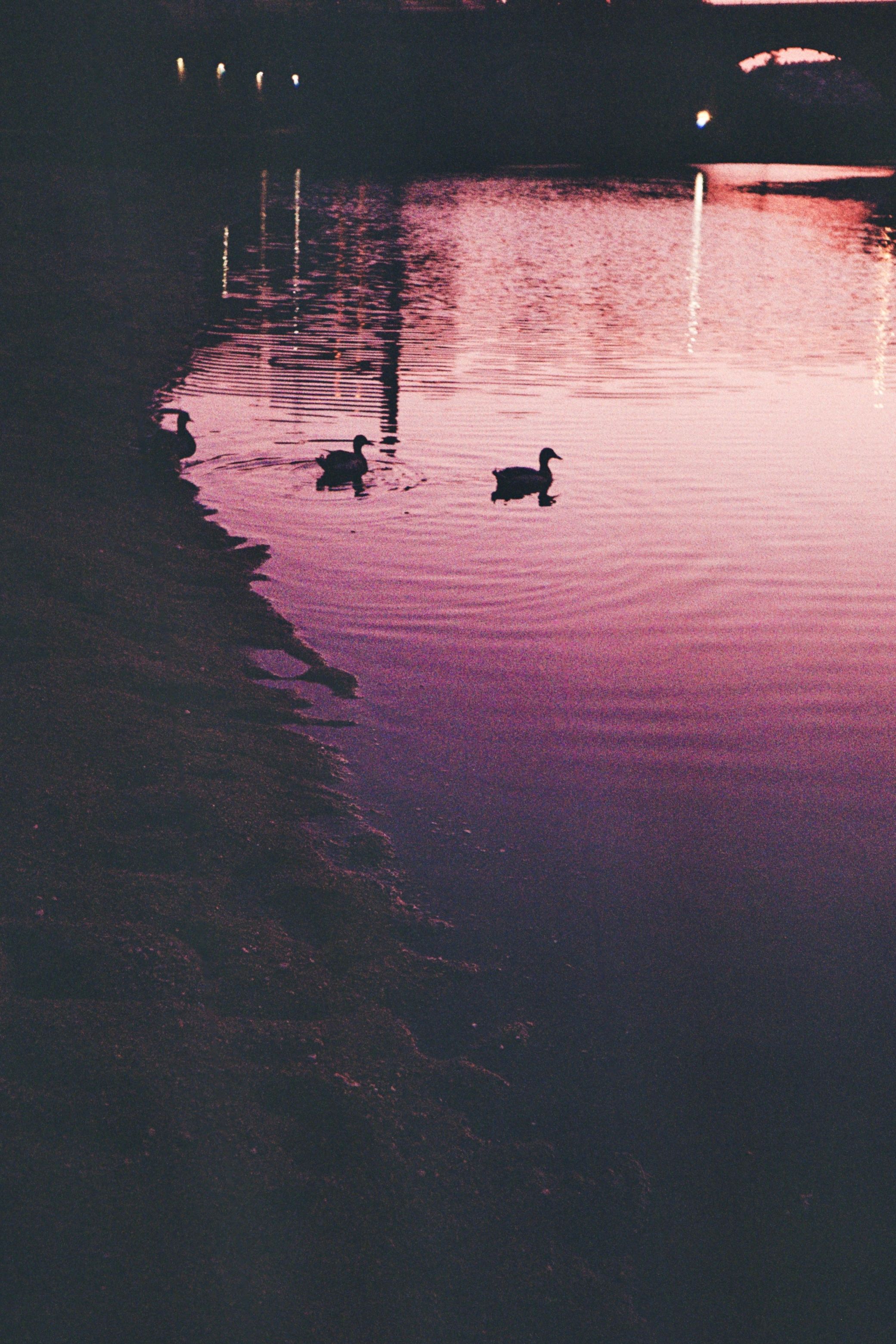 Silhouetted ducks glide on a calm lake under a vibrant twilight sky, creating a serene wildlife scene.