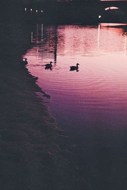 Silhouetted ducks glide on a calm lake under a vibrant twilight sky, creating a serene wildlife scene.