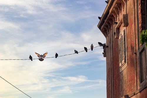 Flock of Birds on Cable Wire Near Brown Concrete Building