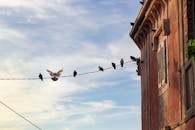 一群鸽子停在一根电线上，面对着旁边一座质朴建筑上空多云的蓝天