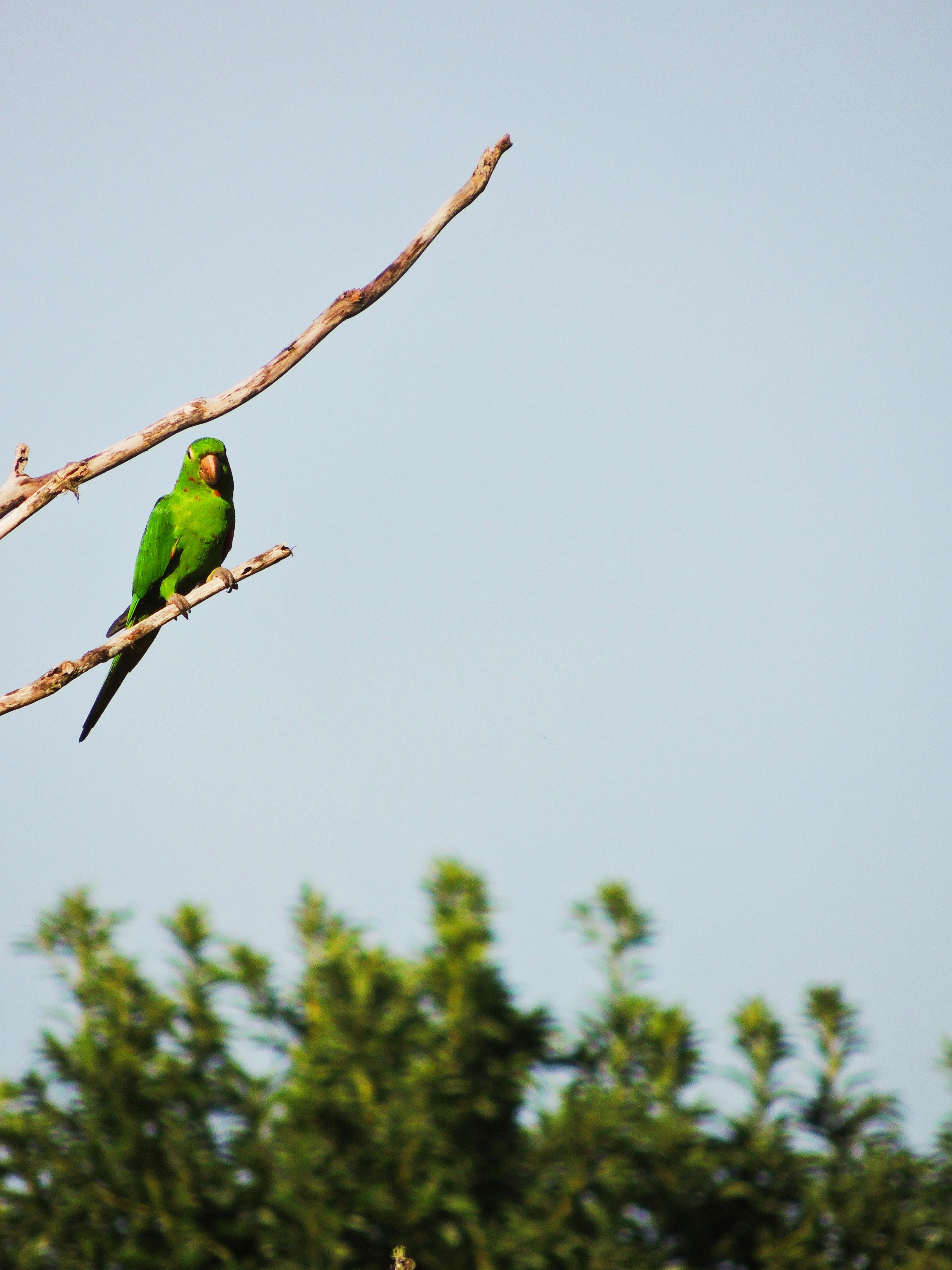 green bird on a tree branch