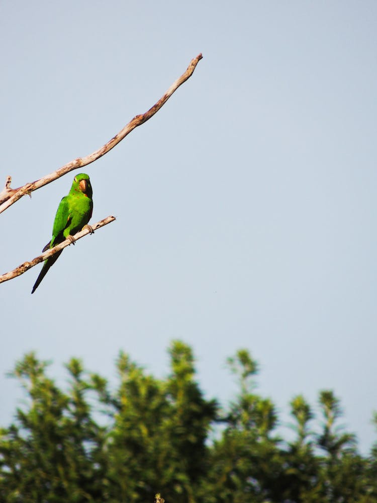 Green Bird On A Tree Branch