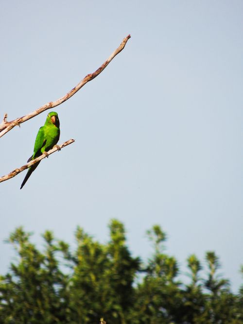 Free Green parakeet perched on a branch against a clear sky in São José dos Campos, Brazil. Stock Photo