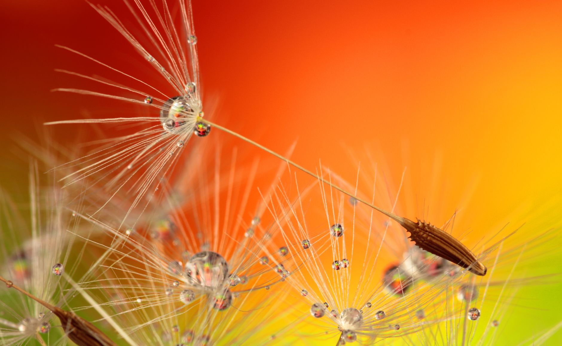 Close-up of dandelion seeds with water droplets against a vibrant orange and green background.