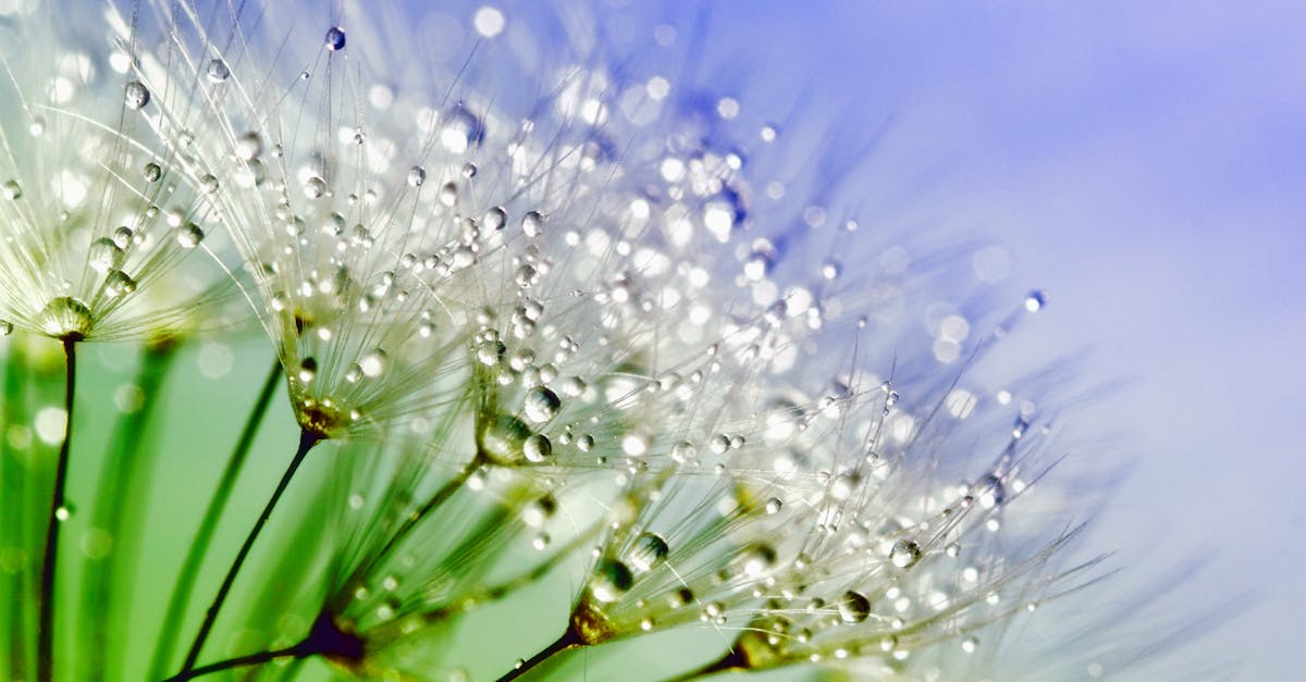 How to collect coriander seeds