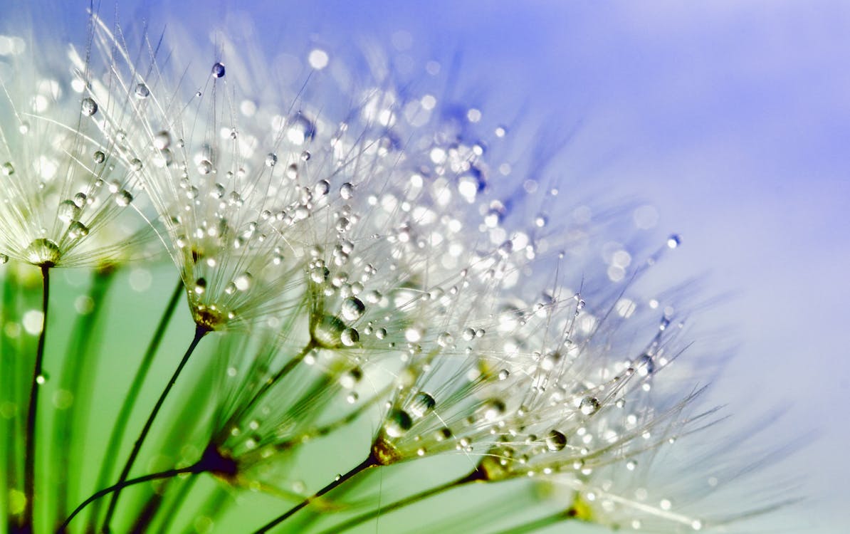 Flores Blancas Con Gotas De Agua En Tiro Macro